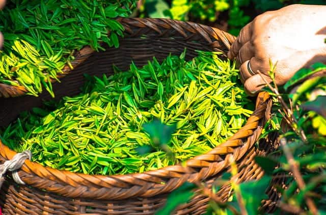 Tea leaves in a basket plucked from Tea plantation farm