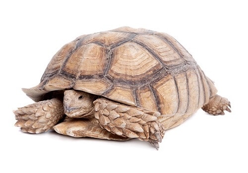 Tortoise retreats into its shell